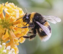 Picaduras de abejas Picaduras de abejas