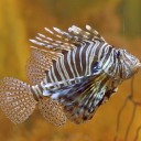 Peces venenosos (cabracho, pez araña, pez escorpión…) Peces venenosos (cabracho, pez araña, pez escorpión…)