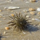 Erizo de mar Erizo de mar