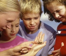 El miedo a los insectos