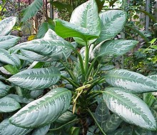 La aglaonema