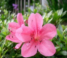 La azalea de interior