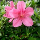 La azalea de interior