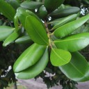 El árbol del caucho o gomero