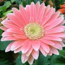 La gerbera