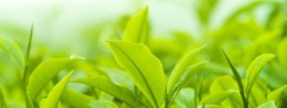 Tés e infusiones Tés e infusiones