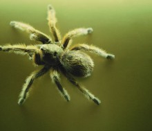 Fobia a algunos animales