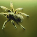 Fobia a algunos animales