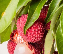 El litchi