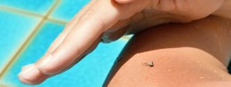Remedios naturales contra los mosquitos