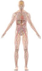 El cuerpo humano El cuerpo humano