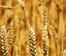 Cereales integrales para el equilibrio cuerpo-mente