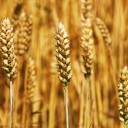 Cereales integrales para el equilibrio cuerpo-mente