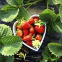 Con efecto anti-cancerígeno